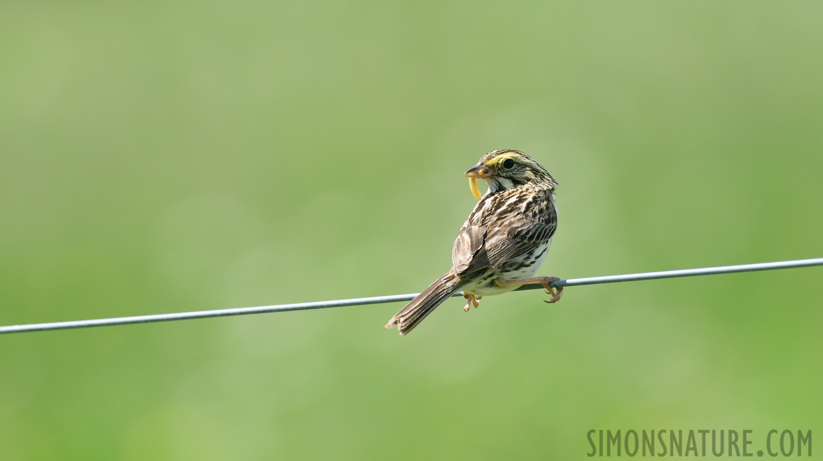 Passerculus sandwichensis savanna [400 mm, 1/2000 sec at f / 8.0, ISO 1600]